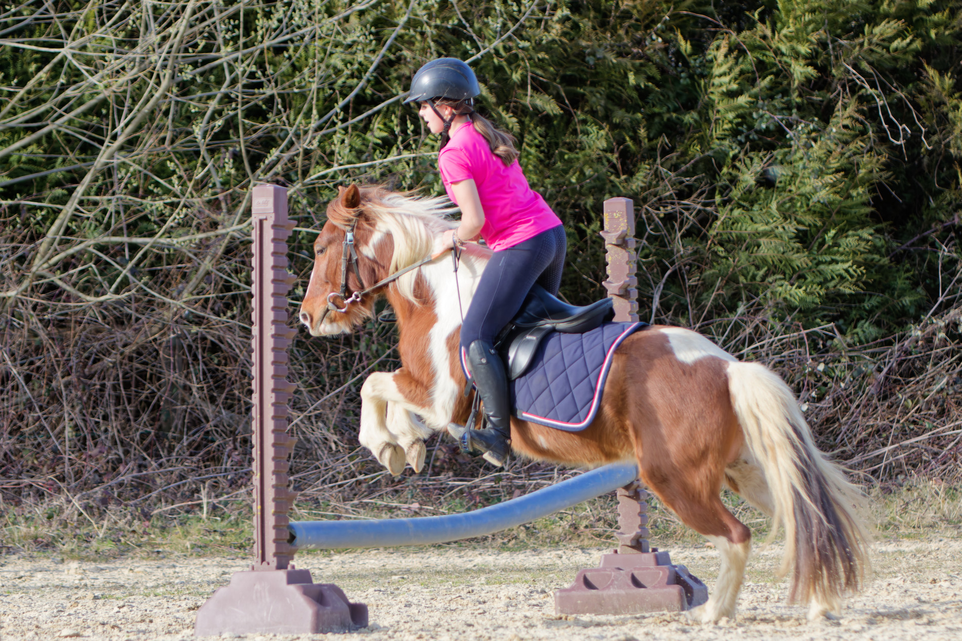 Cavalière saut obstacle carrière 