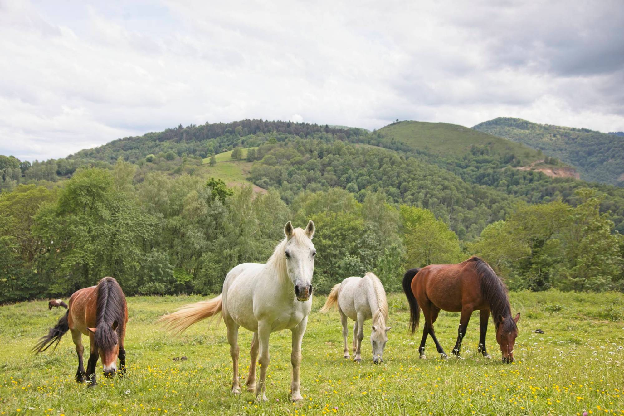 Chevaux au pré